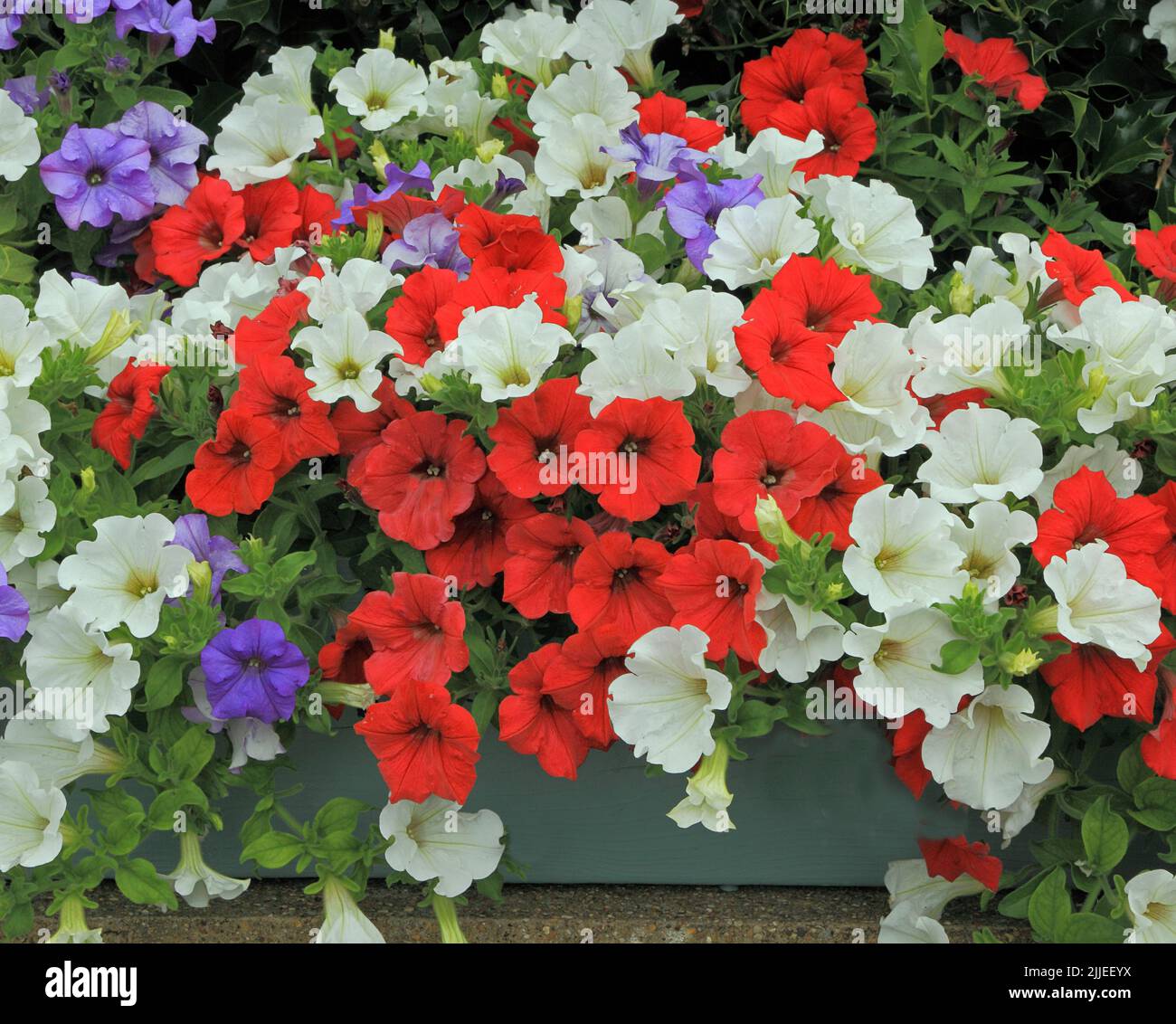 Petunien in wandmontierter Box, rot, weiß, lila blau, Container im Garten Stockfoto