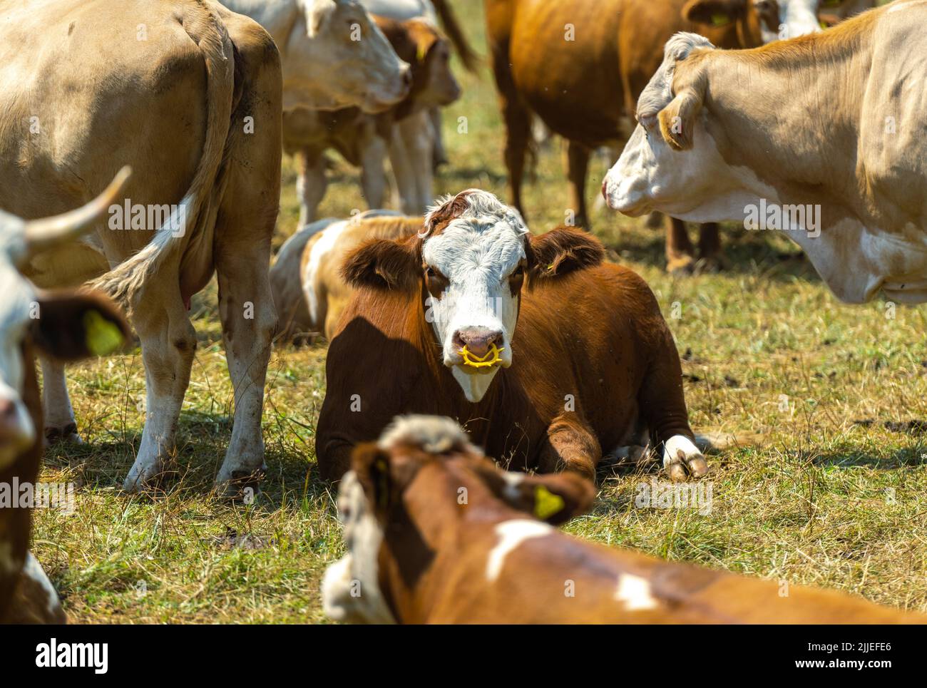 Kühe werden auf einem Grasfeld des Alpengraues hergebracht. Thema Landwirtschaft. Stockfoto
