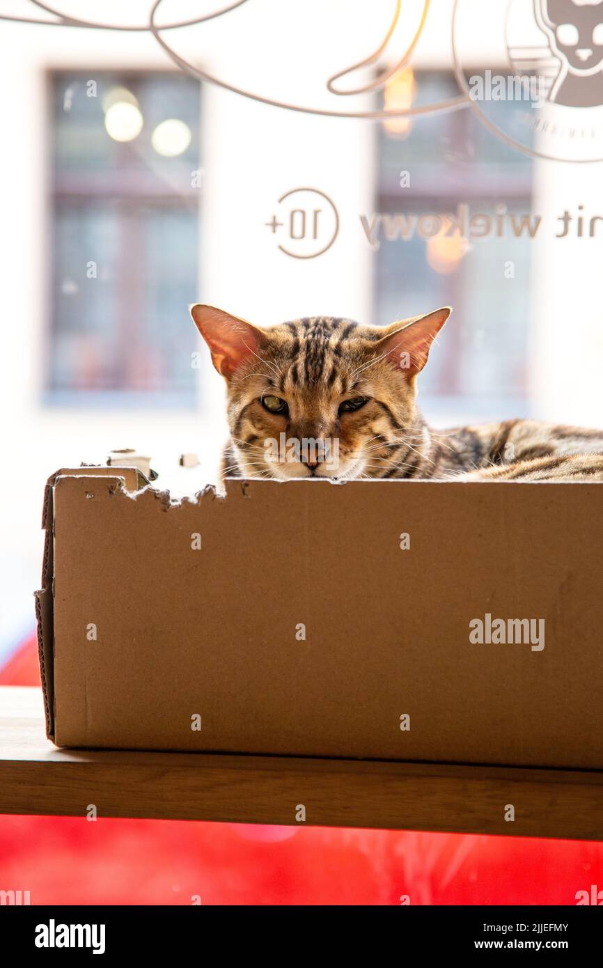Bengalkatze, die in einer Kiste im Neko Cafe, Torun, Polen, liegt Stockfoto