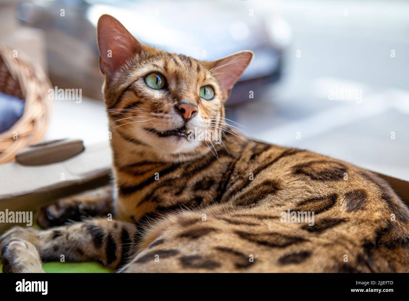 Bengalkatze, die in einer Kiste im Neko Cafe, Torun, Polen, liegt Stockfoto
