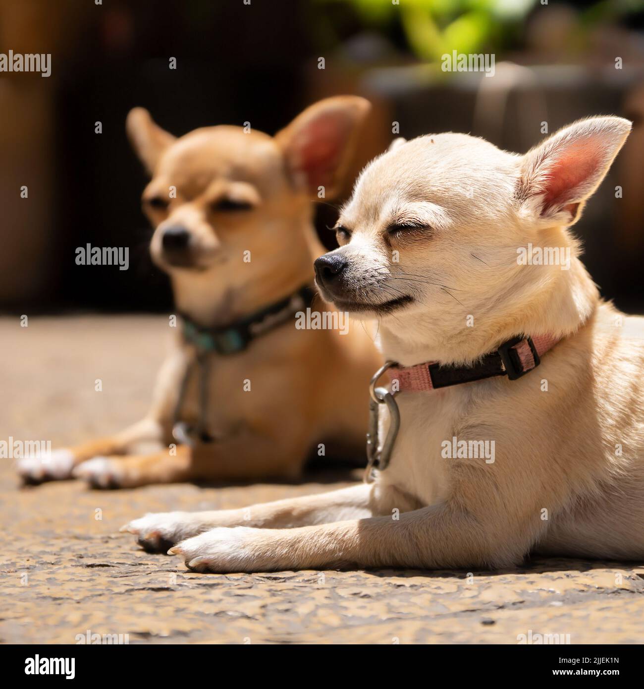 Zwei schöne chihuahua Hunde liegen auf der Steinzahlung in der Nähe Stockfoto