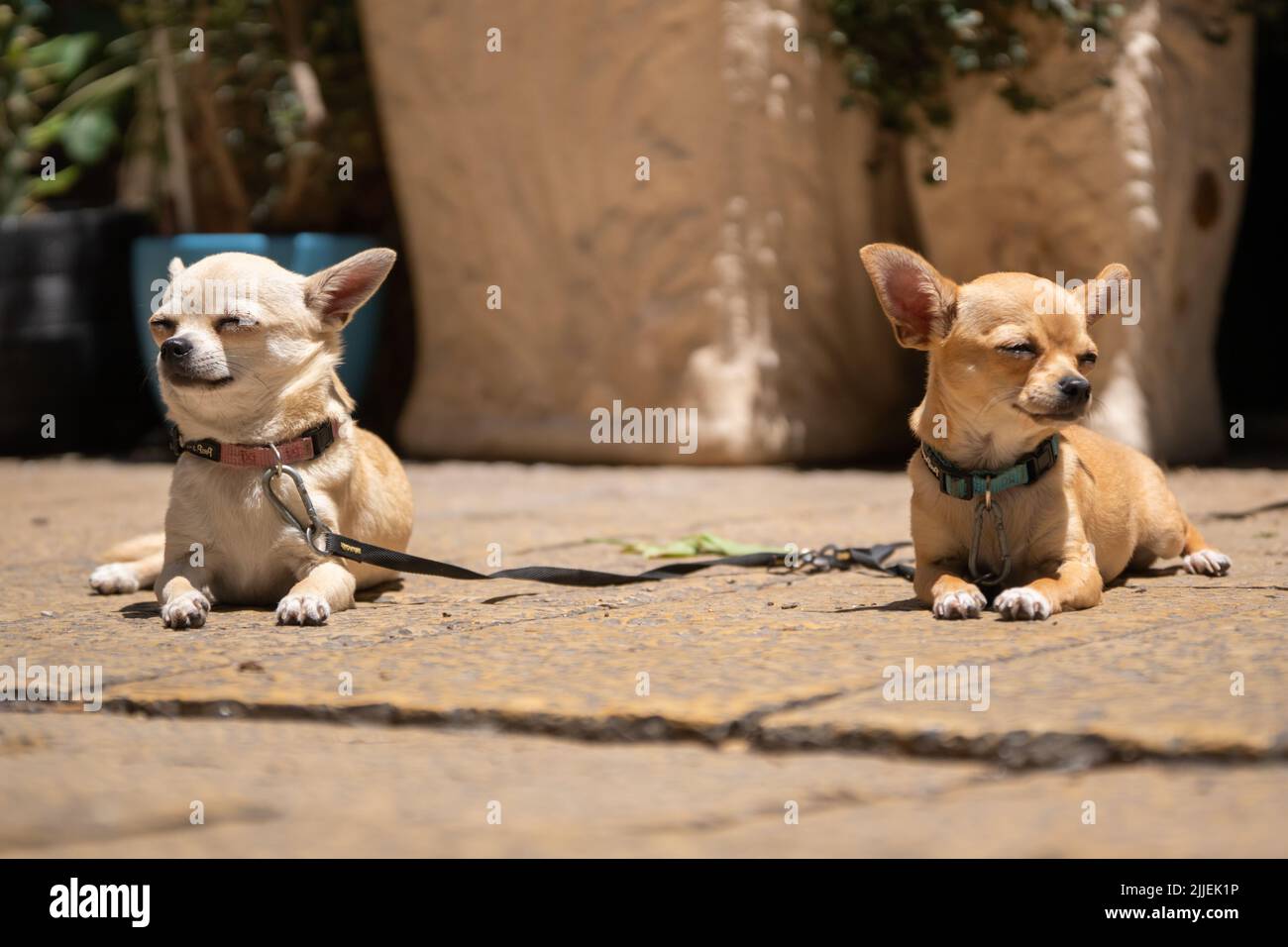 Zwei schöne chihuahua Hunde liegen auf der Steinzahlung in der Nähe Stockfoto