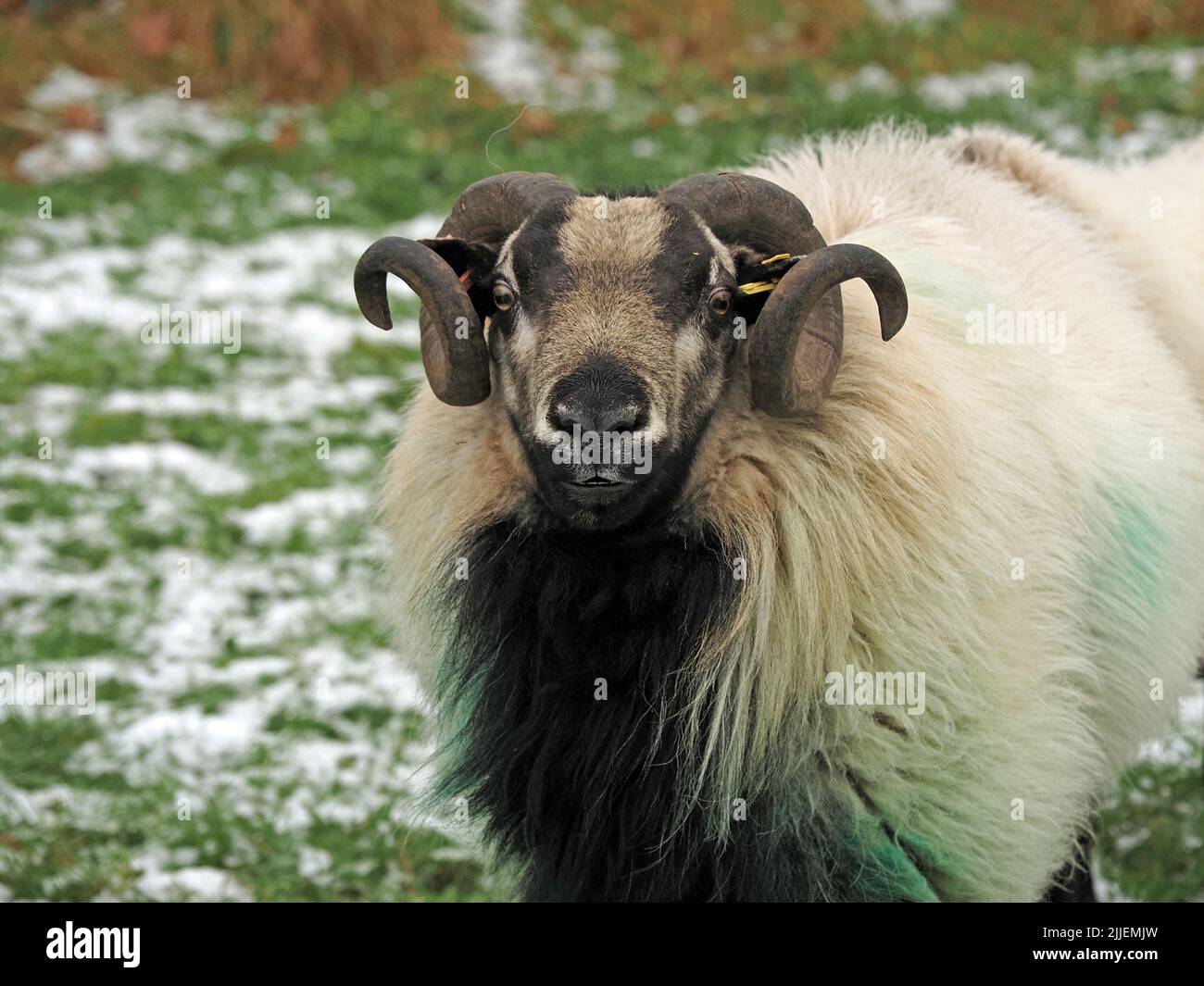 Porträt eines männlichen weißen Dachs Gesicht Welsh Mountain Schafs tup oder RAM mit lockigen Hörnern in schneebedeckten Feld in Grasmere, Cumbria, England, Großbritannien Stockfoto