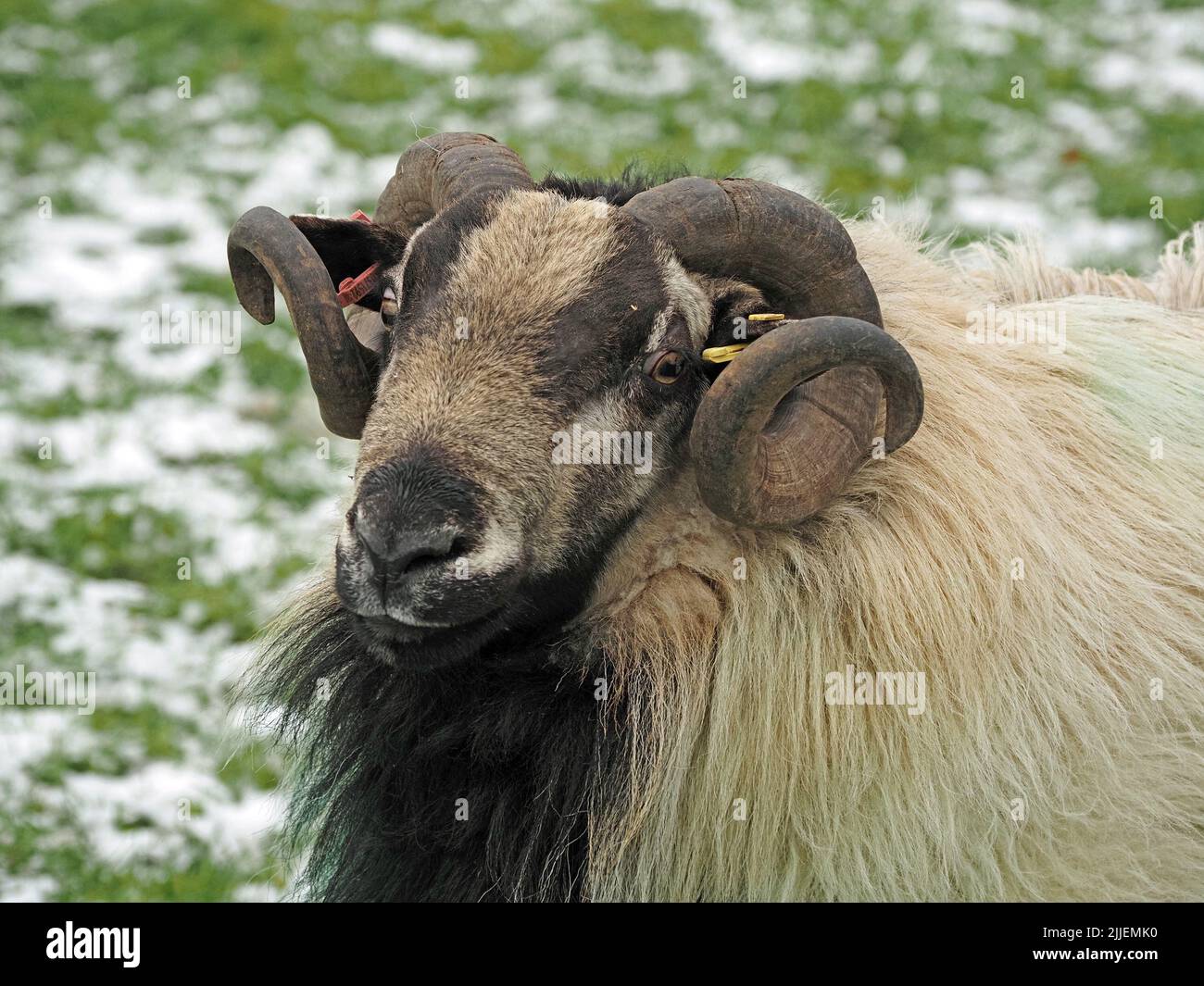 Porträt eines männlichen weißen Dachs Gesicht Welsh Mountain Schafs tup oder RAM mit lockigen Hörnern in schneebedeckten Feld in Grasmere, Cumbria, England, Großbritannien Stockfoto