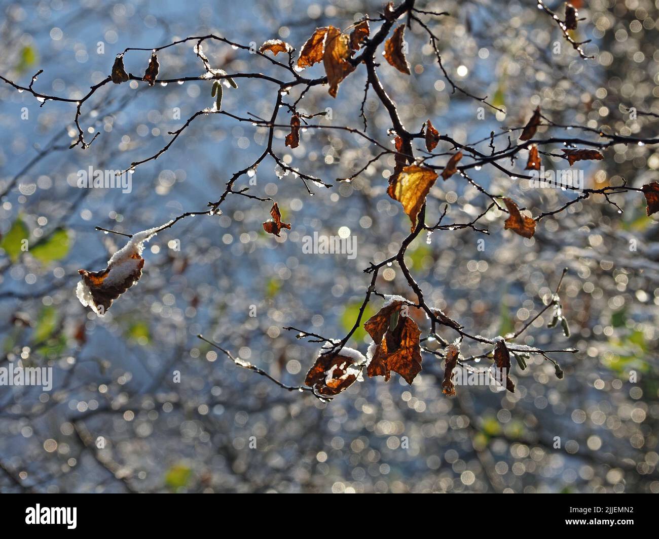 Schmelzender Schnee auf den Blättern des Hazel-Baumes (Corylus avellana), der bei schwacher Sonne nach dem Wintersturm funkelnde Höhepunkte hervorbringt – Rydal Water, Cumbria, England, Großbritannien Stockfoto