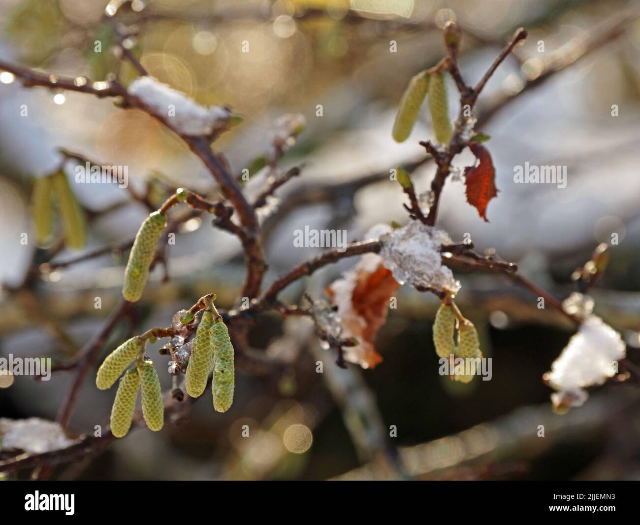 Schmelzender Schnee auf den Kätzchen des Hazel-Baumes (Corylus avellana), der bei schwacher Sonne nach dem Wintersturm glitzernde Höhepunkte hervorbringt – Rydal Water, Cumbria, England, Großbritannien Stockfoto