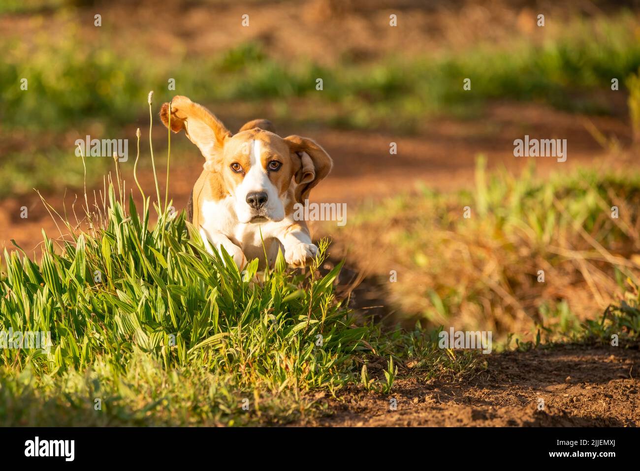 Ein Beagle-Hund, der im Freien läuft Stockfoto
