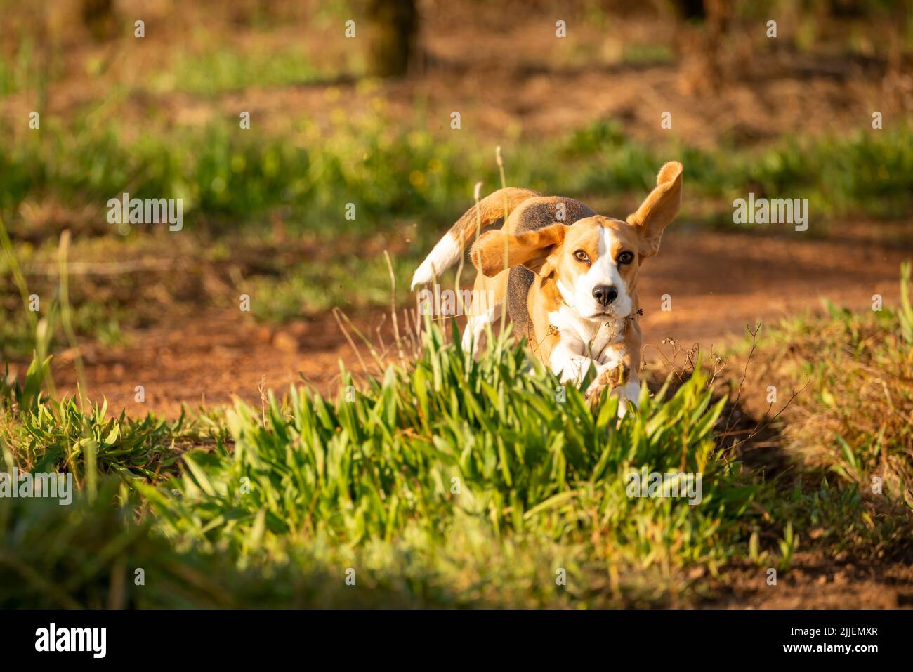 Ein Beagle-Hund, der im Freiengehen läuft Stockfoto