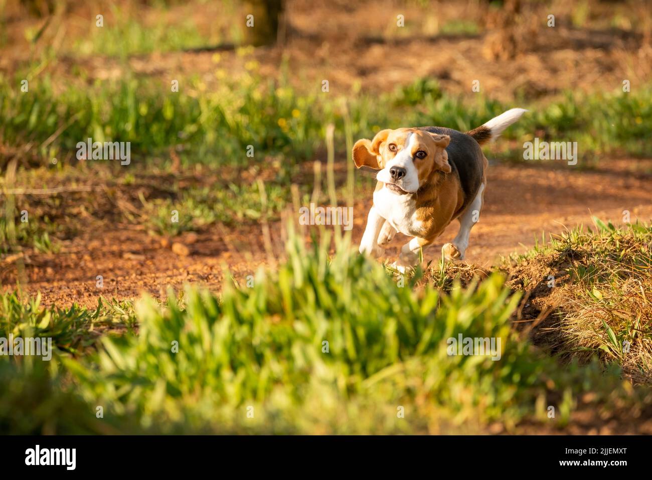 Ein Beagle-Hund, der im Freien läuft Stockfoto