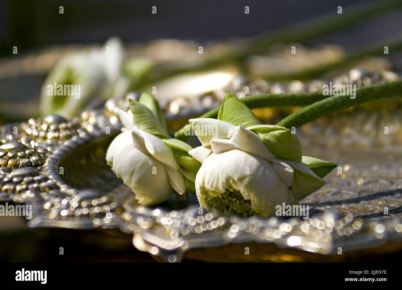 Ostindischer Lotus (Nelumbo nucifera), zwei weiße Lotusblumen, die als buddhistisches Angebot auf einer silbernen und goldenen Metallplatte verwendet werden Stockfoto