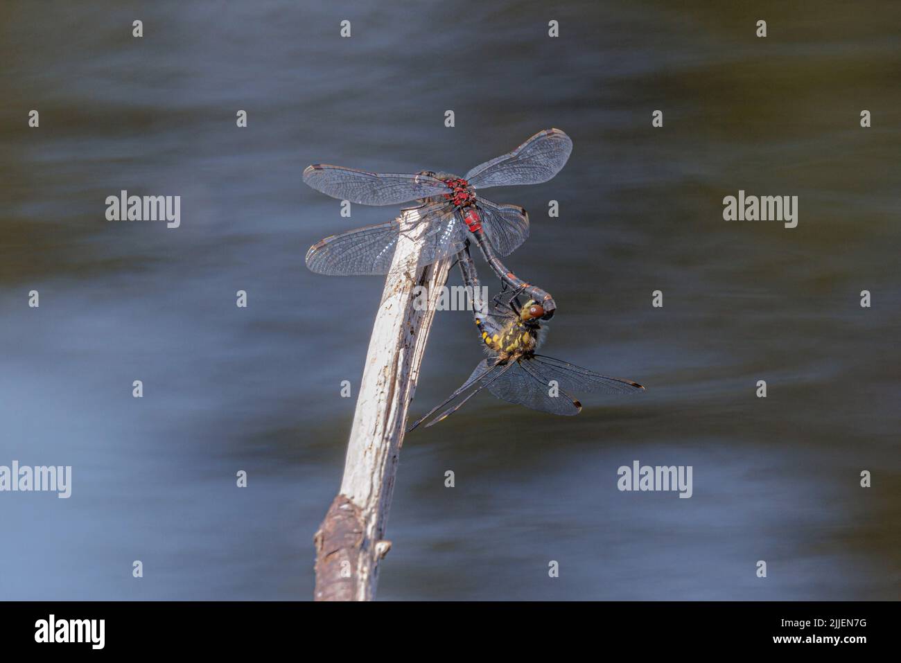 Weißwedelpfeil, Weißkopf-Libelle (Leucorrhinia dubia, Leucorhinia dubia), Passscheibe auf Totholz in einem Moorteich, Deutschland, Bayern, Stockfoto