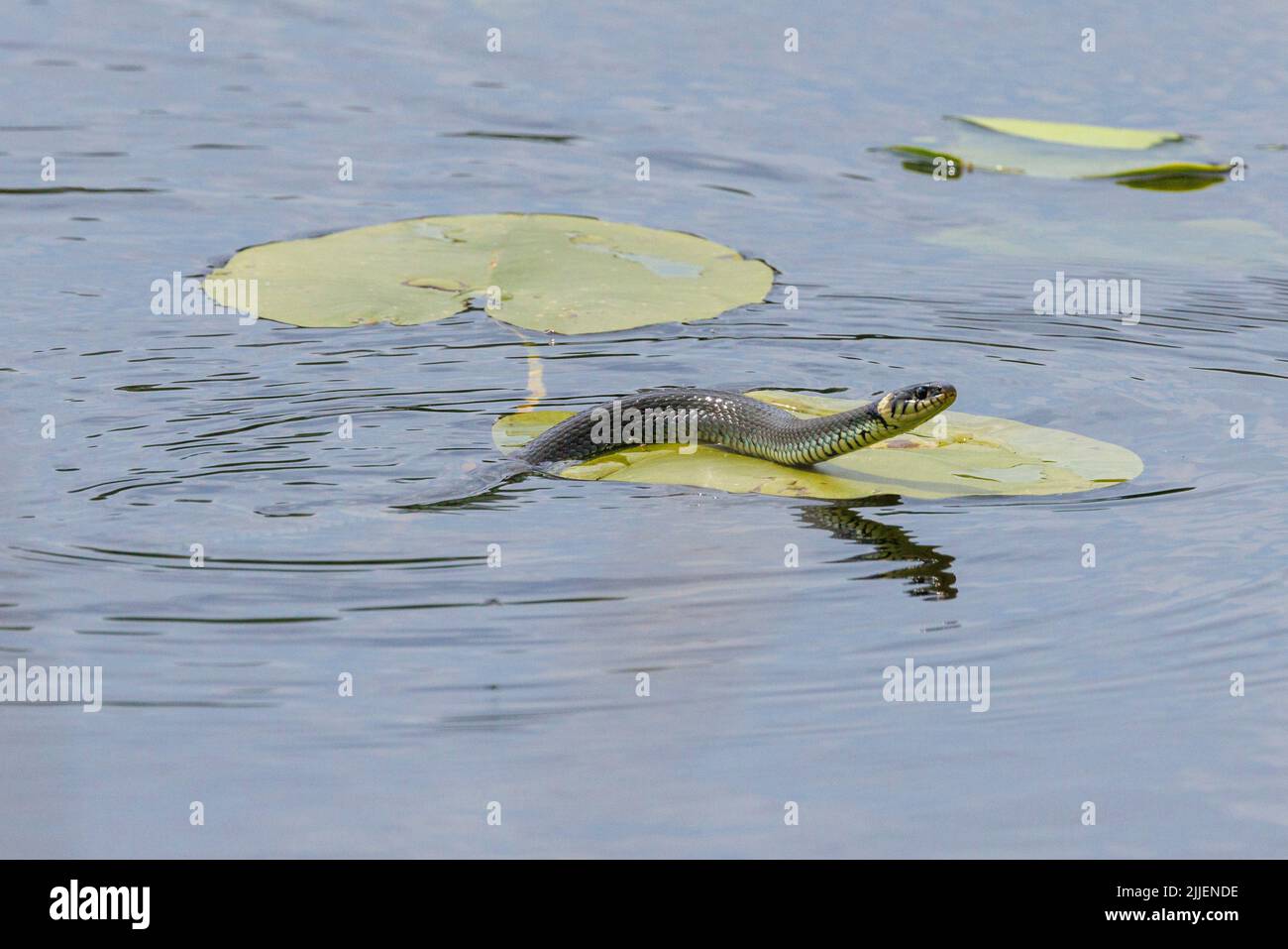 Grasnatter (Natrix natrix), schwimmend im See durch ein Seerosenfeld, Seitenansicht, Deutschland, Bayern Stockfoto
