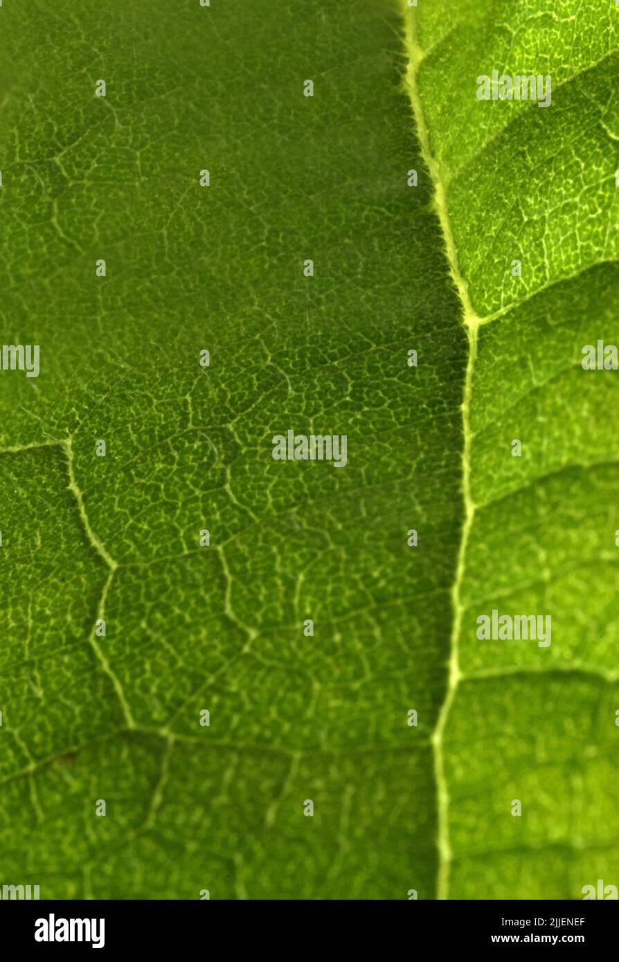 Gewöhnliche Sonnenblume (Helianthus annuus), Detail eines leuchtend grünen Sonnenblumenblattes Stockfoto