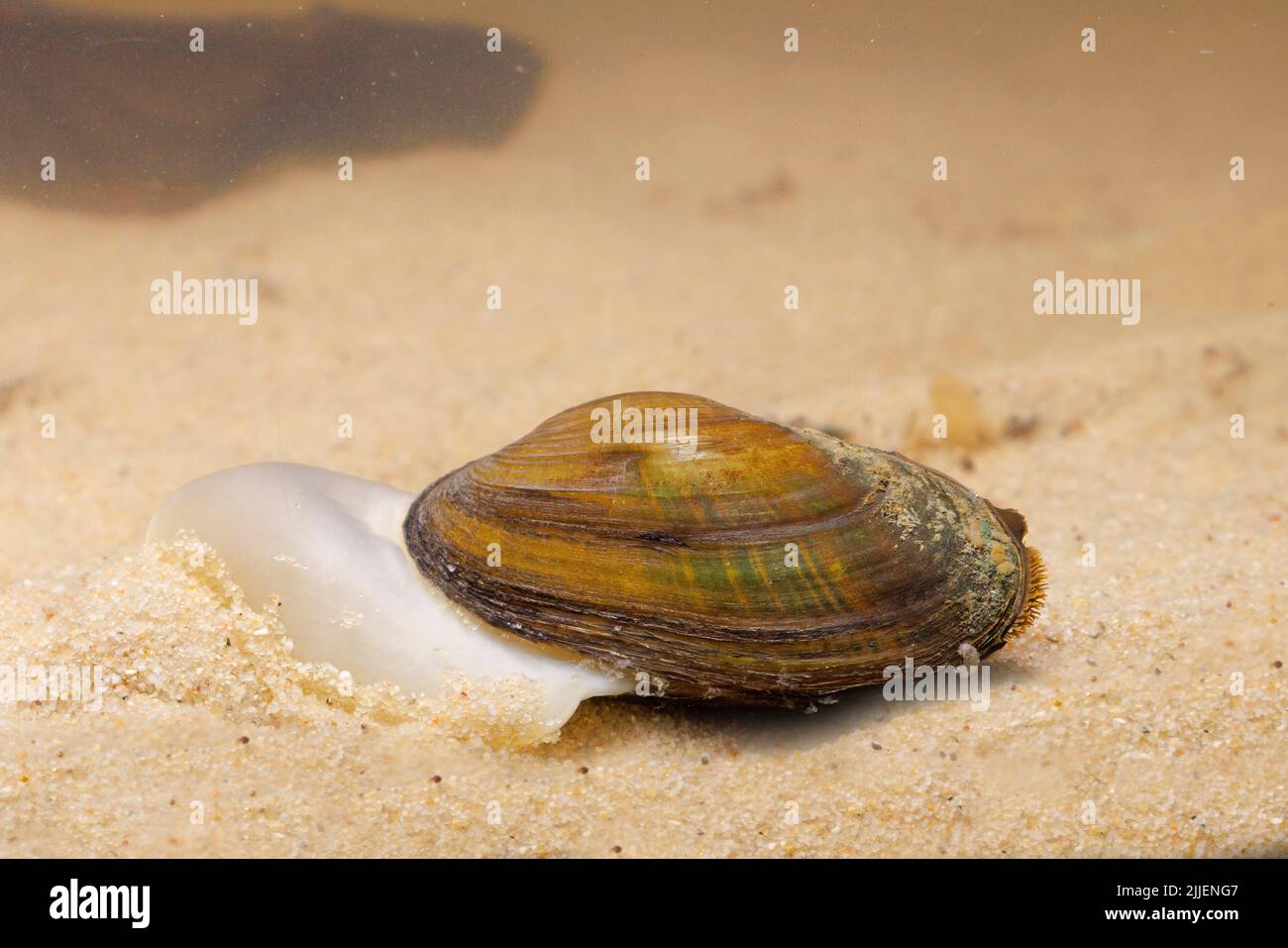 Gemeine Flussmuschel, gemeine mitteleuropäische Flussmuschel (Unio crassus), mit sichtbarem Fuß, kriechend auf sandigen Grund, Deutschland Stockfoto