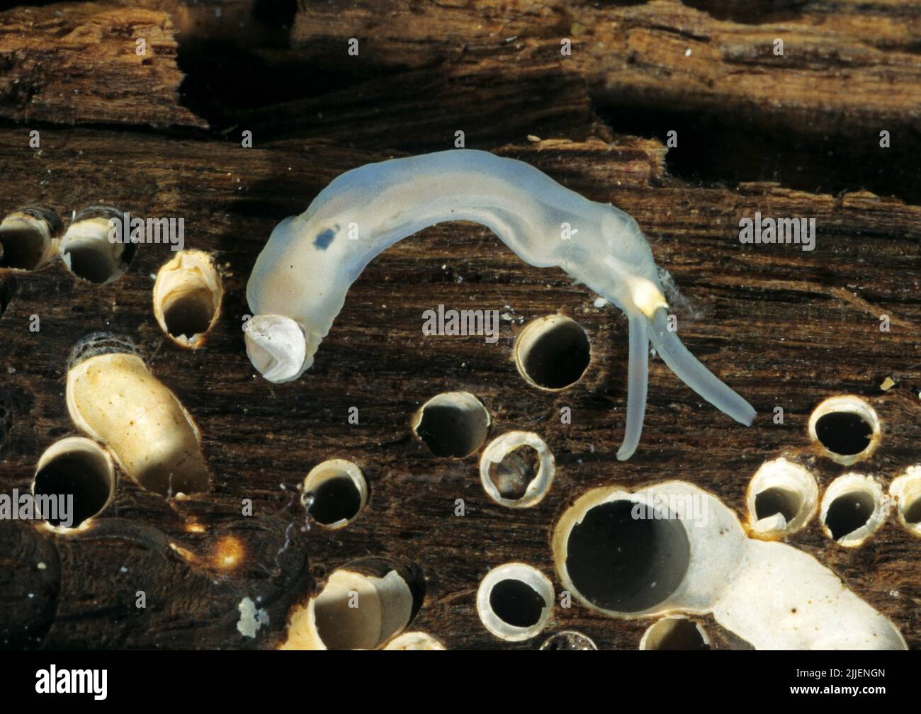 Schiffswurm, gewöhnlicher Schiffswurm, großer Schiffswurm (Teredo navalis), ausgegraben Individuum auf gekantertem Holz Stockfoto