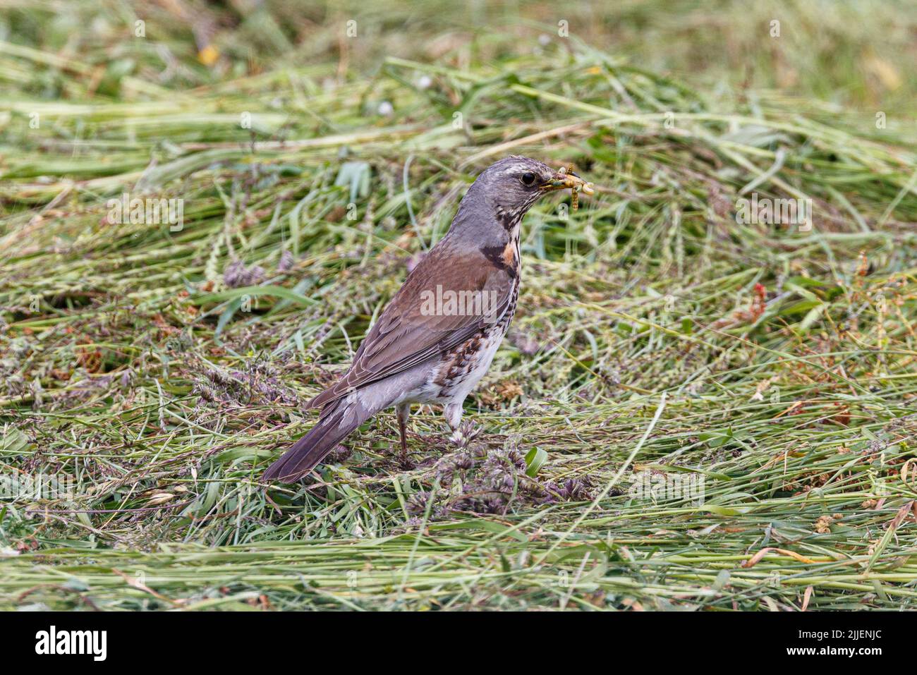 Feldfare (Turdus pilaris), Sammeln von Futter für Jungvögel auf frisch gemähter Wiese, Deutschland, Bayern Stockfoto