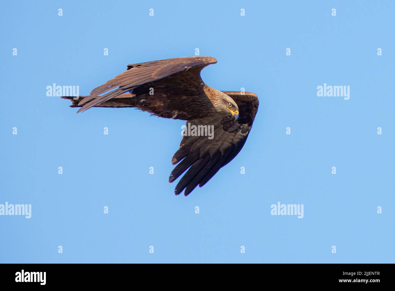 Schwarzer Drachen, Gelbschnabeldrachen (Milvus migrans), im Flug am blauen Himmel, Deutschland, Bayern Stockfoto