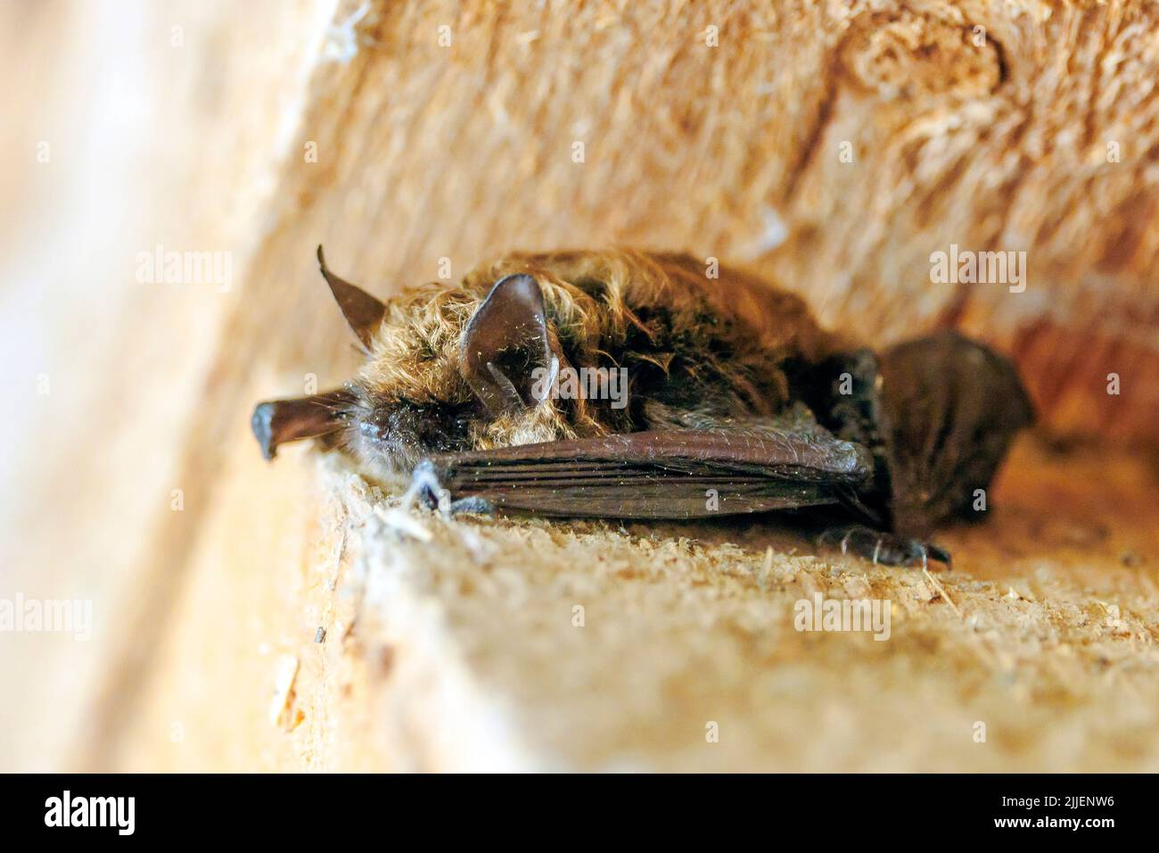 Bartfledermaus (Myotis mystacinus), auf einem Carport, Deutschland, Bayern Stockfoto