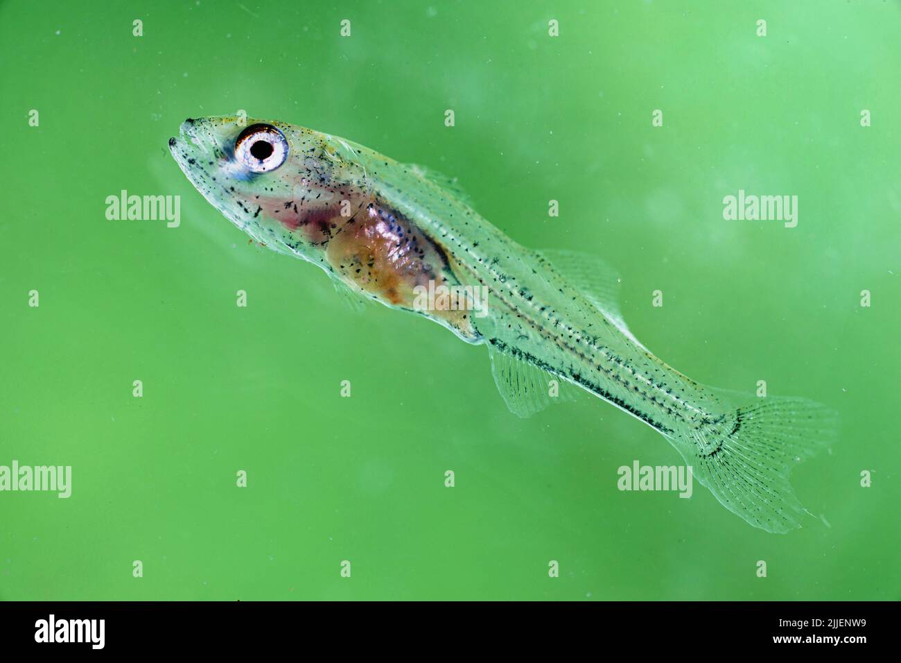 sauger (Stizostedion canadense), 33 Tage nach der Eiablage Stockfoto