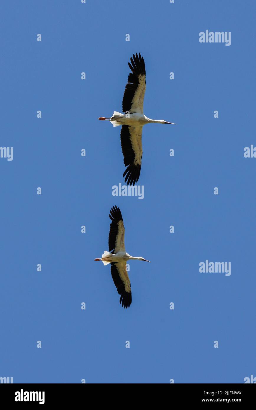 Weißstorch (Ciconia ciconia), im thermischen Auftrieb umkreist, Deutschland, Bayern Stockfoto