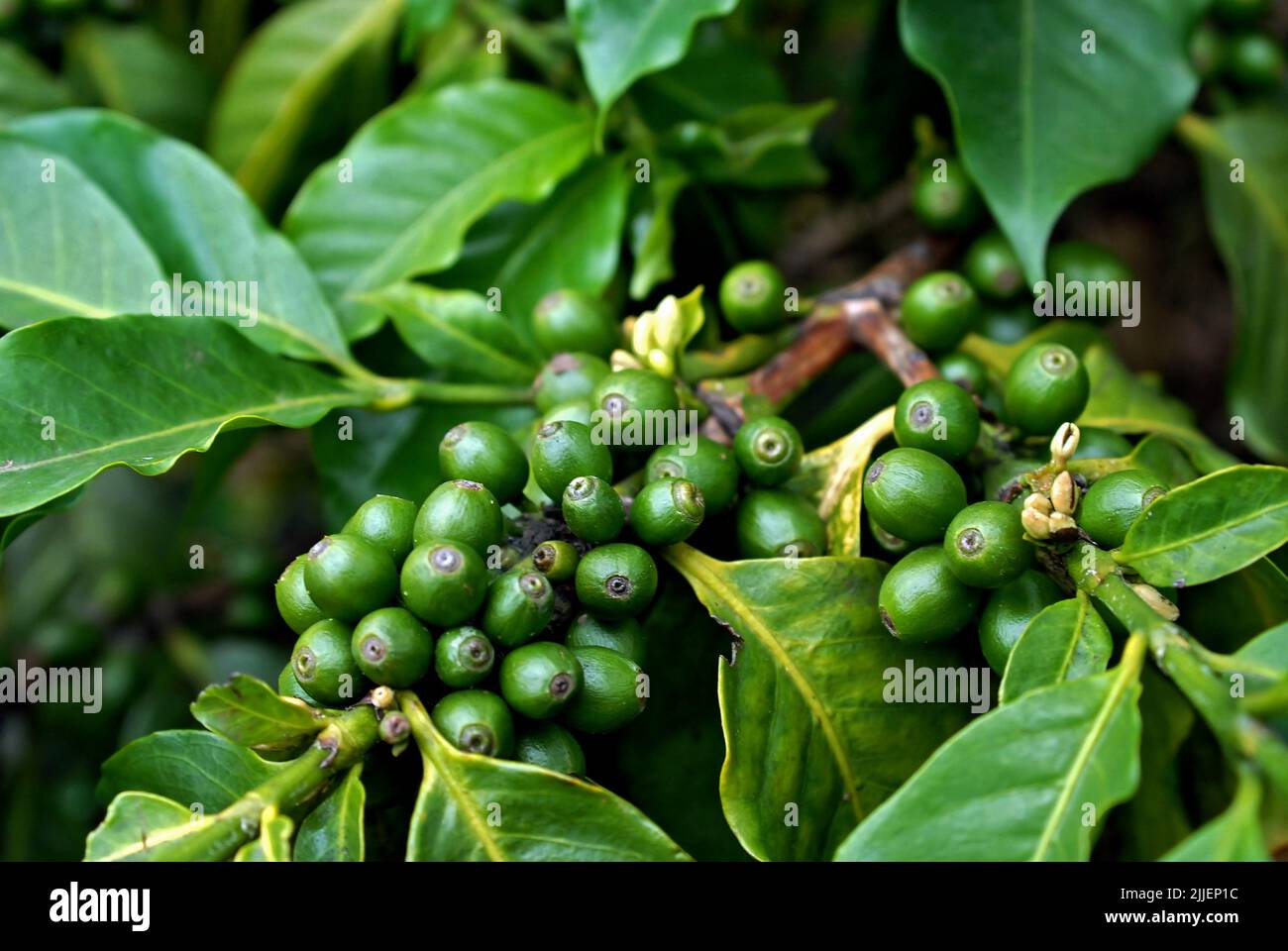 Arabischer Kaffee (Coffea arabica), unreife Früchte Stockfoto