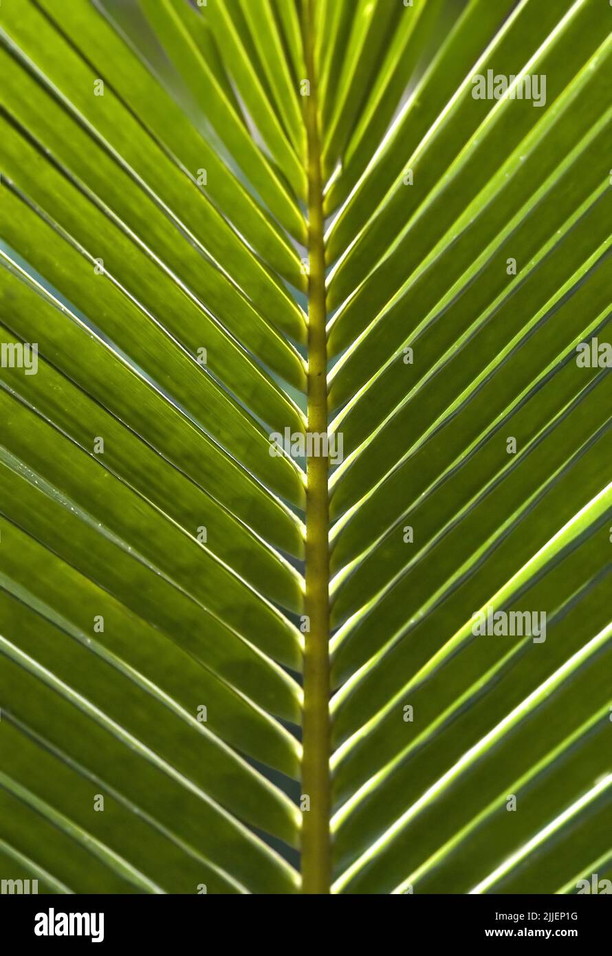 Leuchtend grünes Palmenblatt Stockfoto