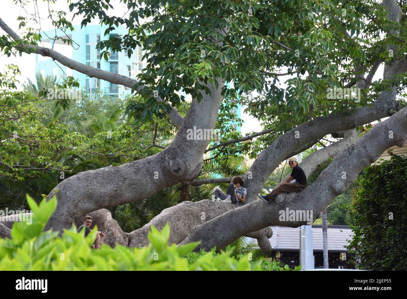 Drei Personen sitzen auf rotem Seidenbaumwolle (Bombax ceiba L) und entspannen sich im Sommer in der Innenstadt von St. Petersburg, Florida, USA. Stockfoto