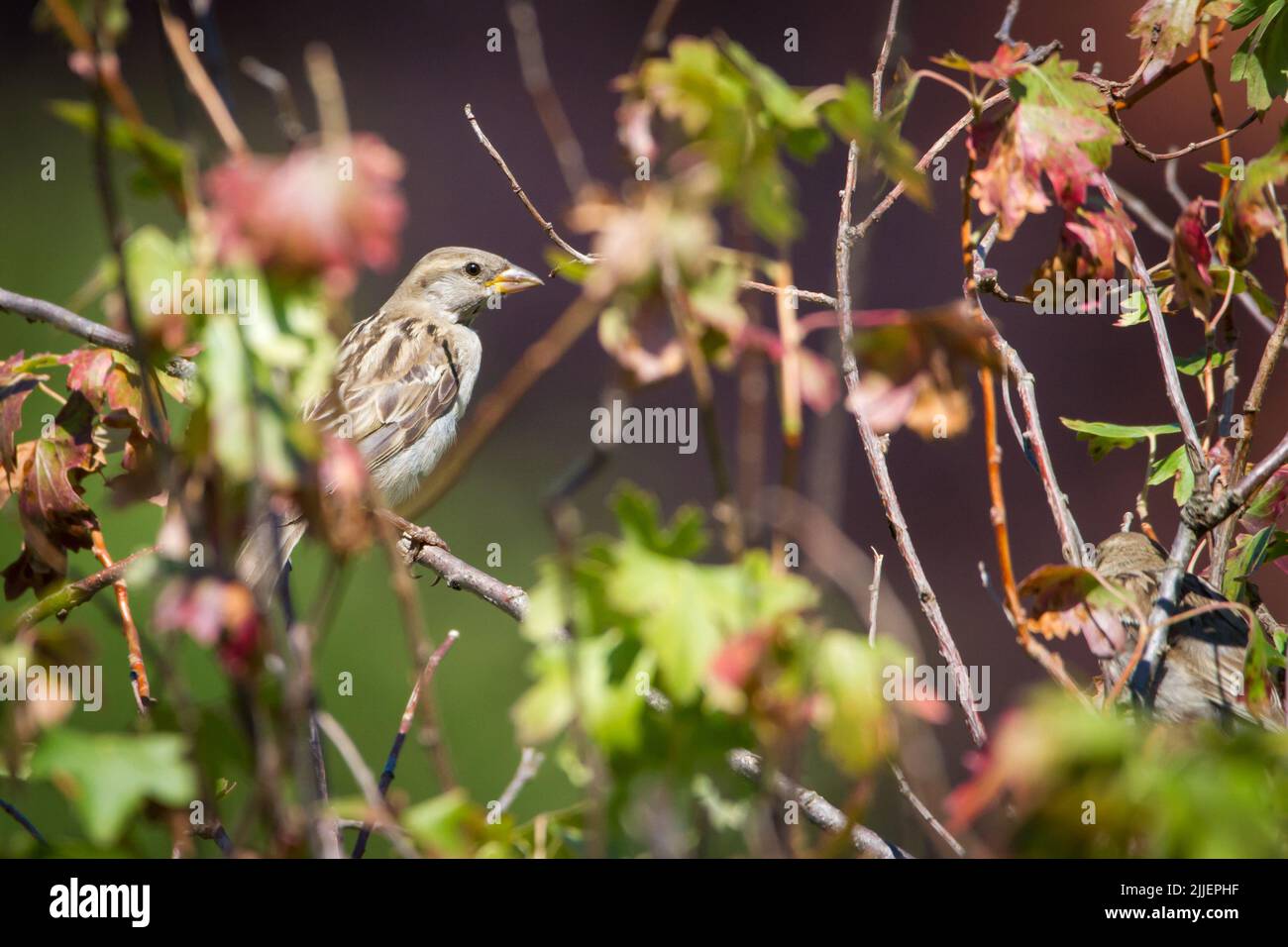 Weiblicher Hausspatz (Passer domesticus) in Zweigen Stockfoto