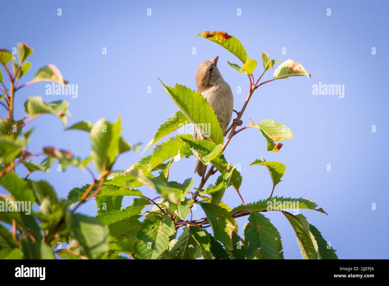 Weiblicher Hausspatz (Passer domesticus) in Zweigen Stockfoto