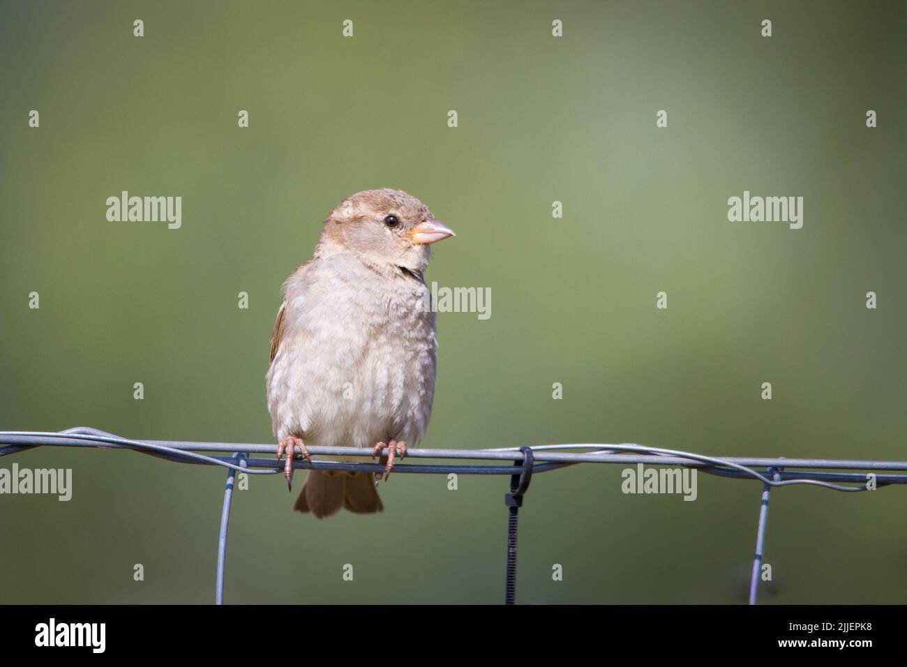 Weiblicher Hausspatz (Passer domesticus), der in einem Zaun sitzt Stockfoto