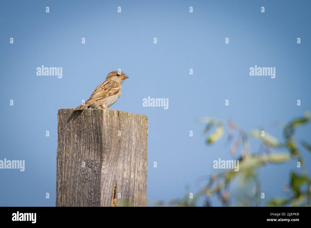 Weiblicher Haussperling (Passer Domesticus) Stockfoto