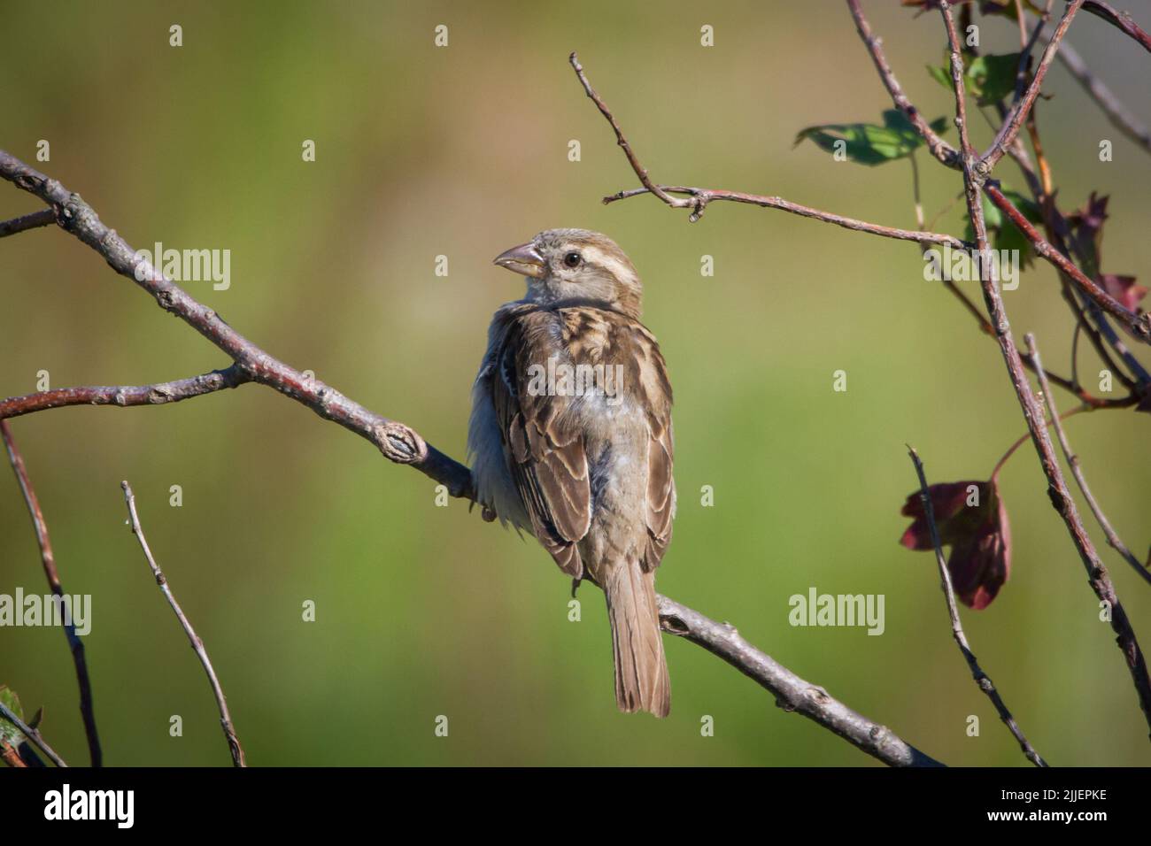 Weiblicher Hausspatz (Passer domesticus) in Zweigen Stockfoto