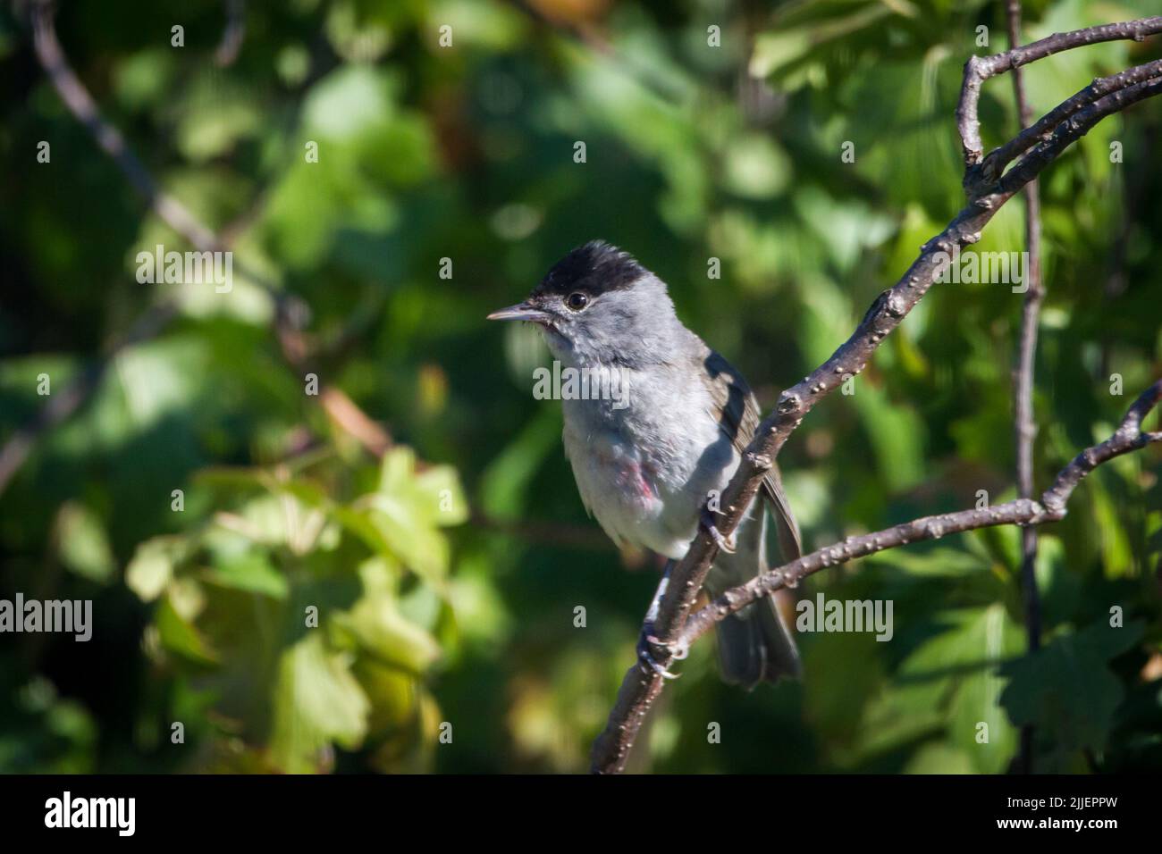 Männliche Schwarzkappen (Sylvia atricapilla), die in Zweigen sitzen Stockfoto