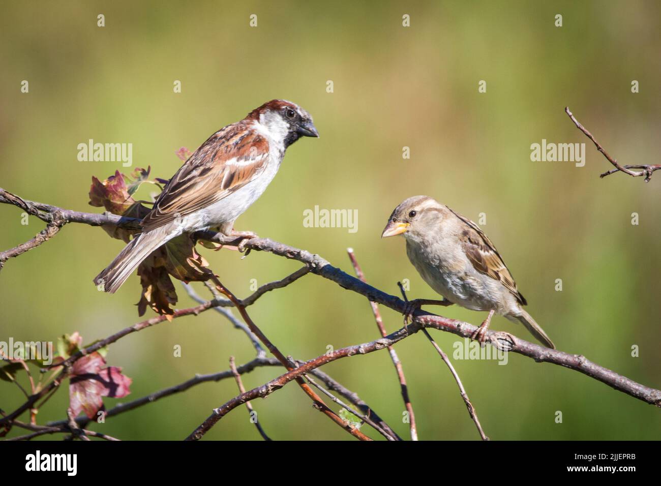 Zwei in Zweigen sitzende Hausspatzen (Passer domesticus) Stockfoto