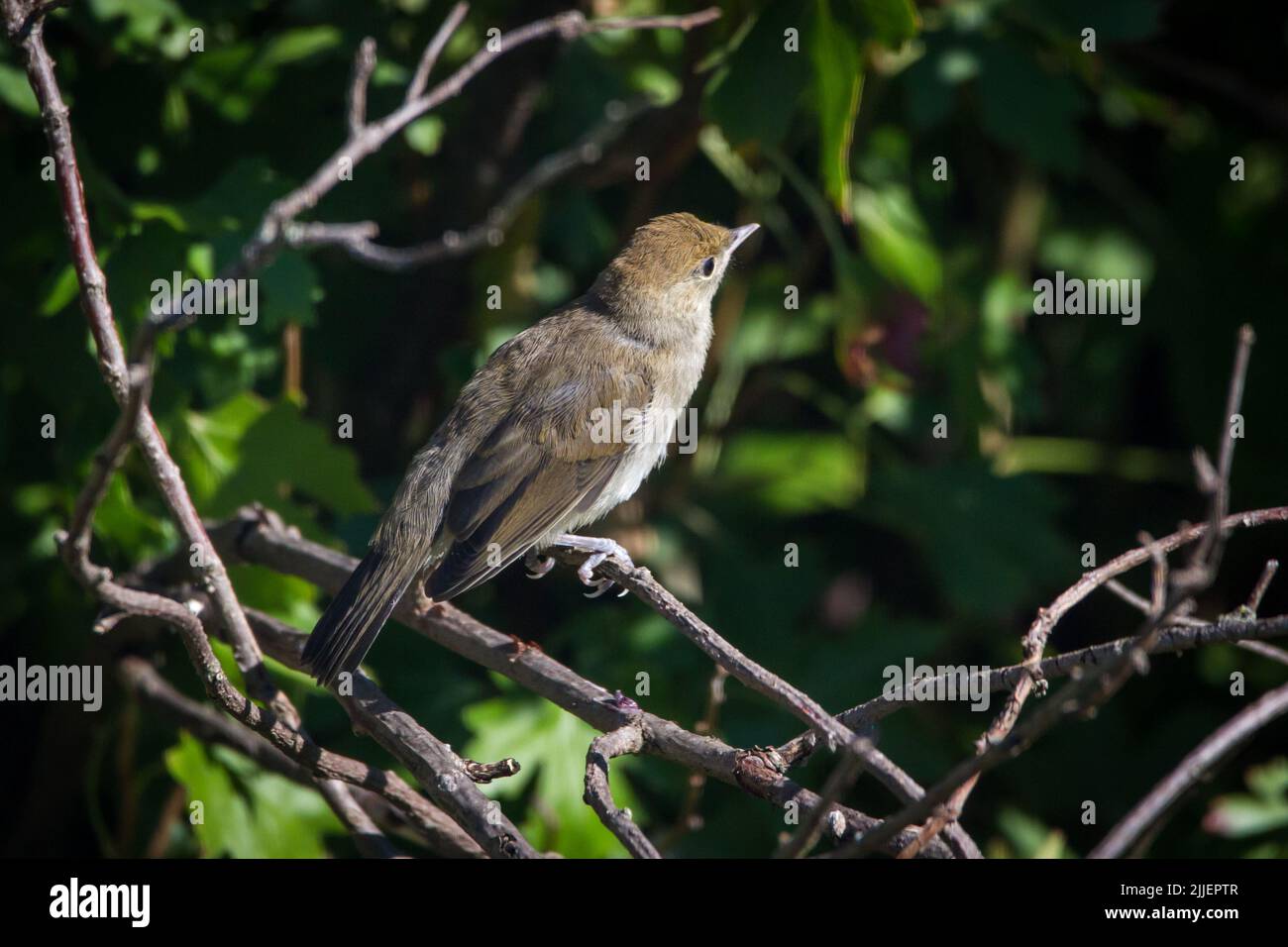 Weibliche Schwarzkappen (Sylvia atricapilla) in Zweigen Stockfoto