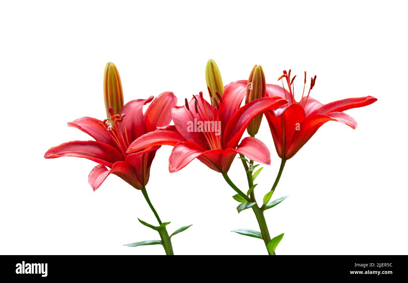 Rote Lilie Blumen isoliert auf weißem Hintergrund Stockfoto