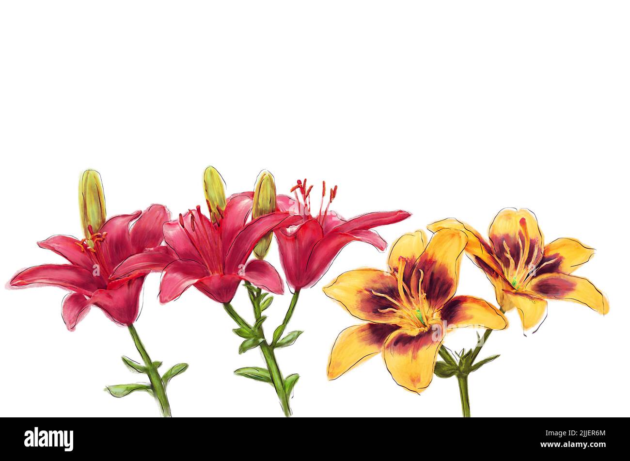 Lily Flowers Aquarell-Illustration isoliert auf weißem Hintergrund Stockfoto