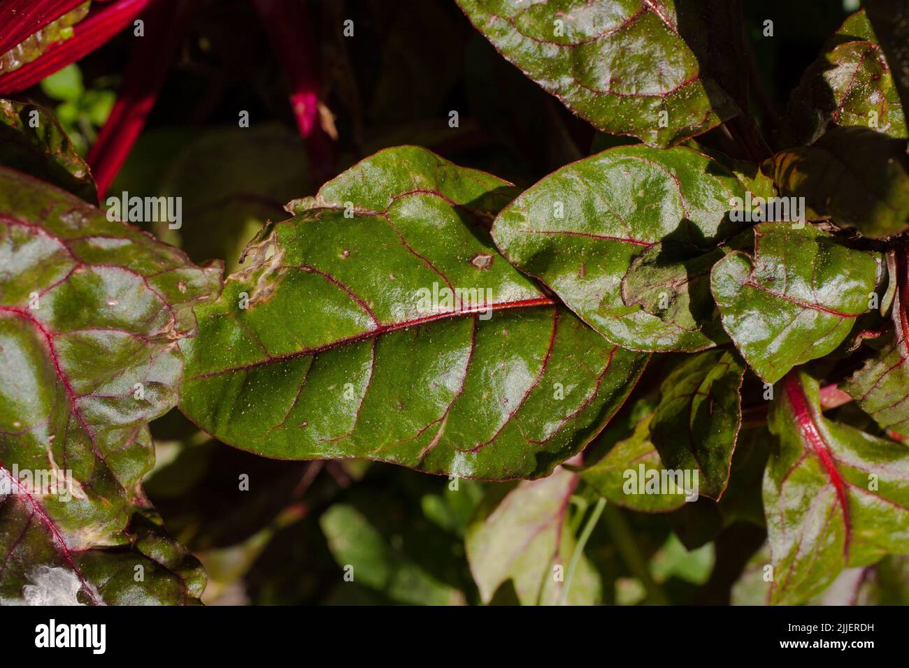 Ein Blick auf das Leben in Neuseeland: Ein Spaziergang durch meinen biologischen, essbaren Garten. Rote Bete, für ausgezeichnete Salatgemüse und leckere Wurzeln. Stockfoto