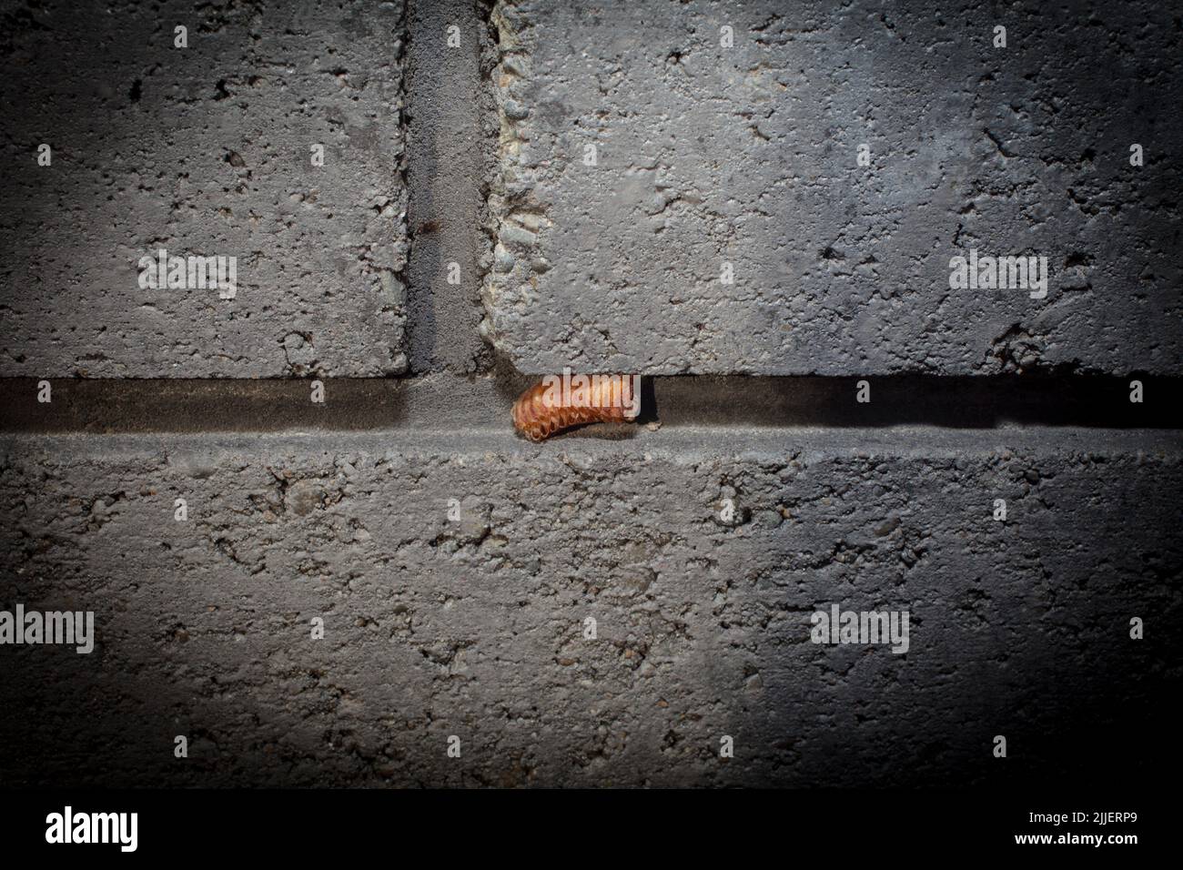 Ein Blick auf das Leben in Neuseeland: Ein Spaziergang durch meinen biologischen, essbaren Garten. Eizellen für Gottesanbeterin. Die Erwachsenen fressen andere Insekten. Stockfoto