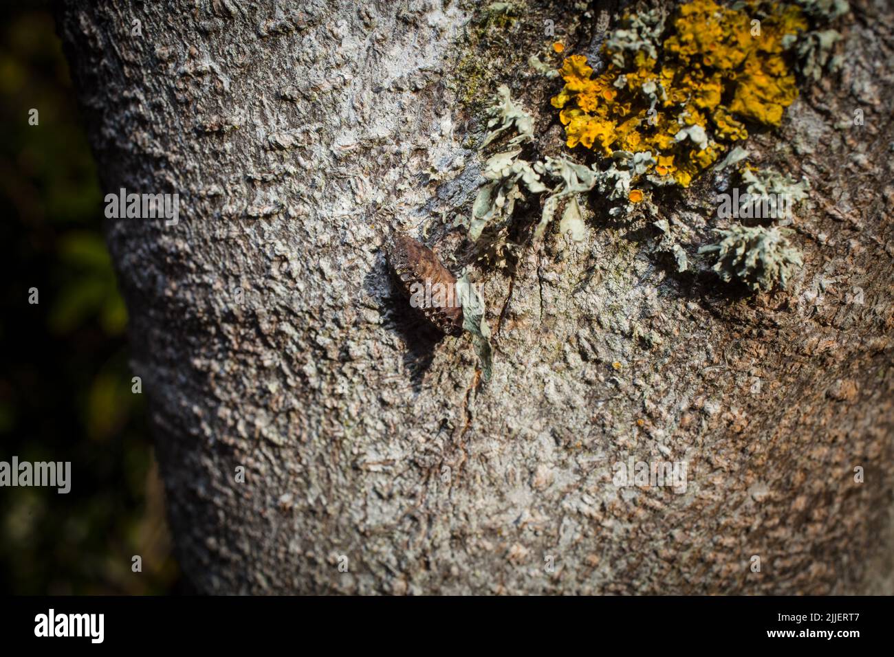 Ein Blick auf das Leben in Neuseeland: Ein Spaziergang durch meinen biologischen, essbaren Garten. Eizellen für Gottesanbeterin. Die Erwachsenen fressen andere Insekten. Stockfoto