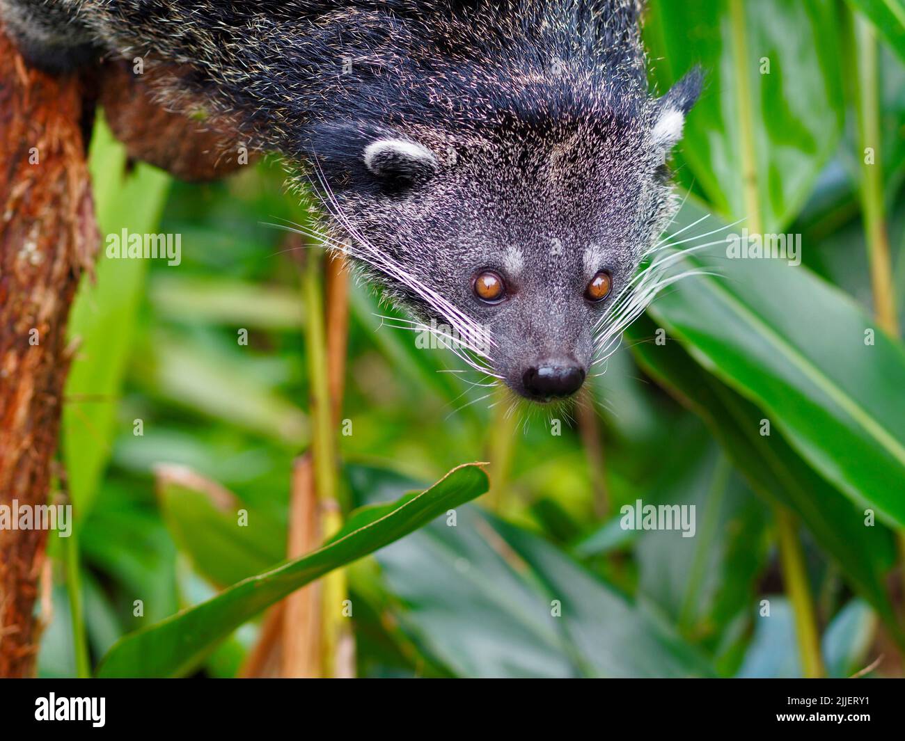 Ein Nahaufnahme-Porträt eines fantastischen fesselnden Binturong mit funkelnden Augen und gewinnenden Funktionen. Stockfoto