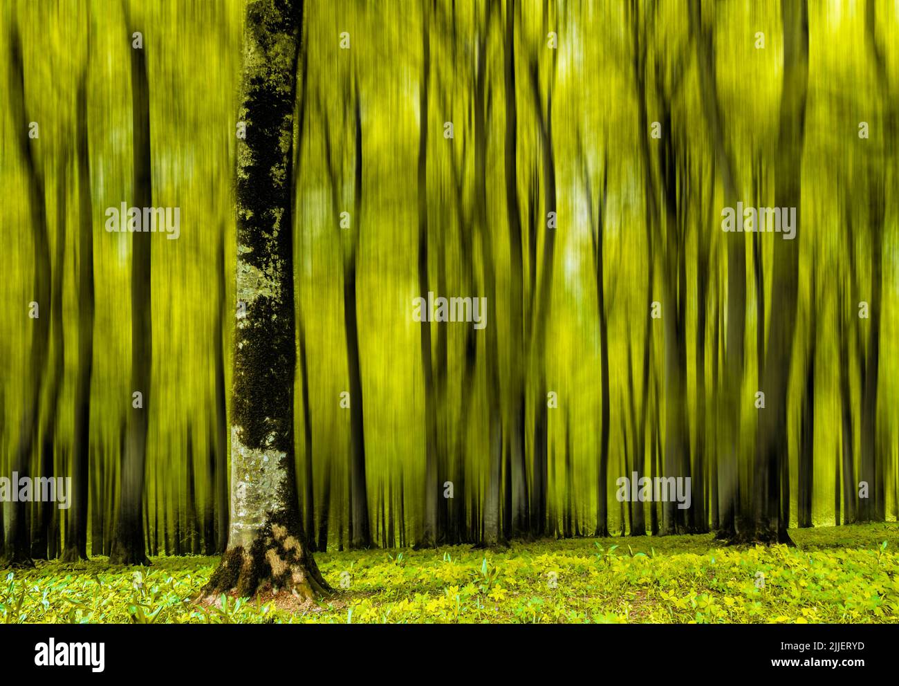 Fantasy Forest Stockfoto