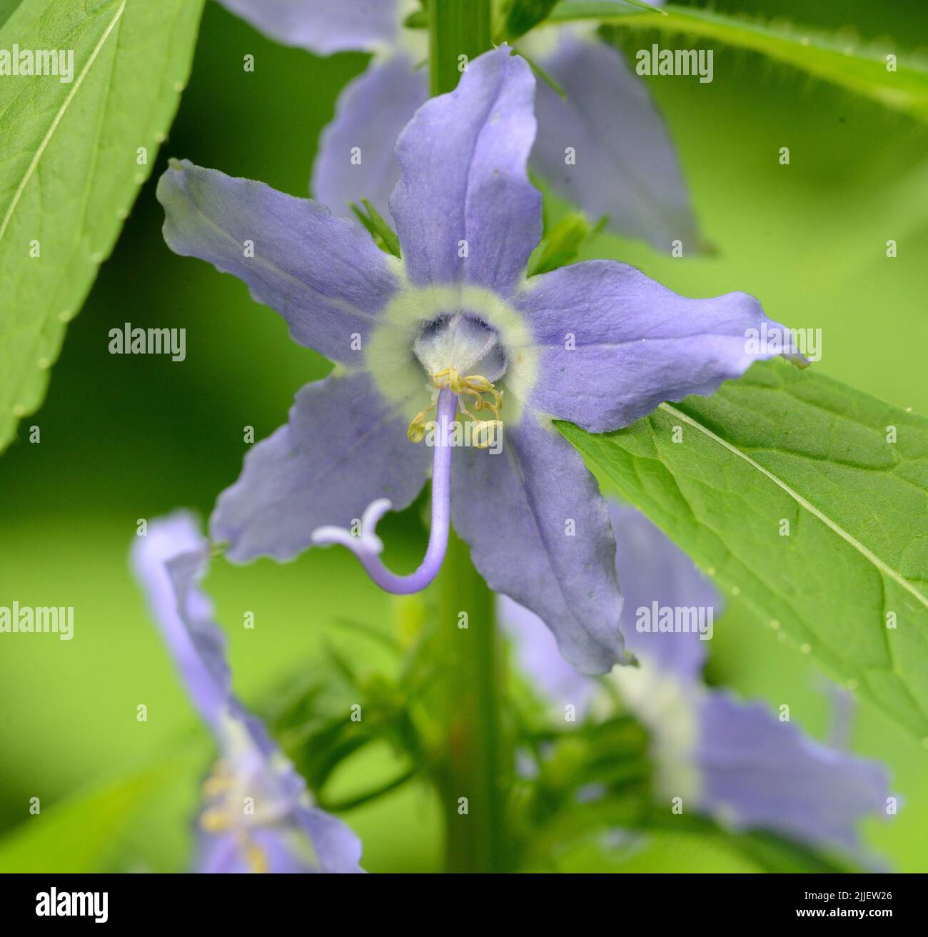 Nahaufnahme der purpurnen hohen Glockenblume (Campanulastrum americanum) Stockfoto