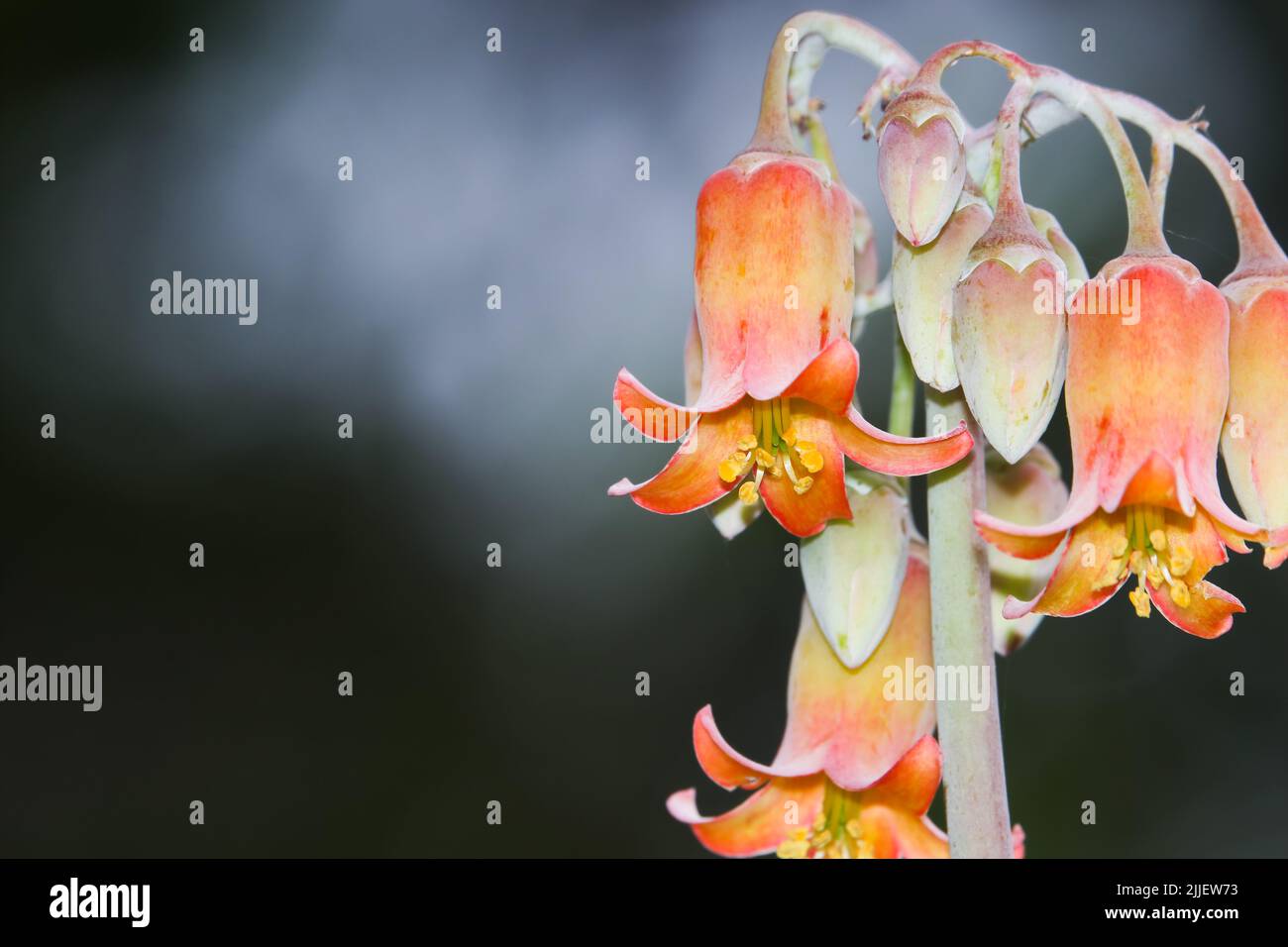 Schwein-Ohr-Glockenblumen und Knospen am Stiel (Cotyledon orbiculata) Stockfoto