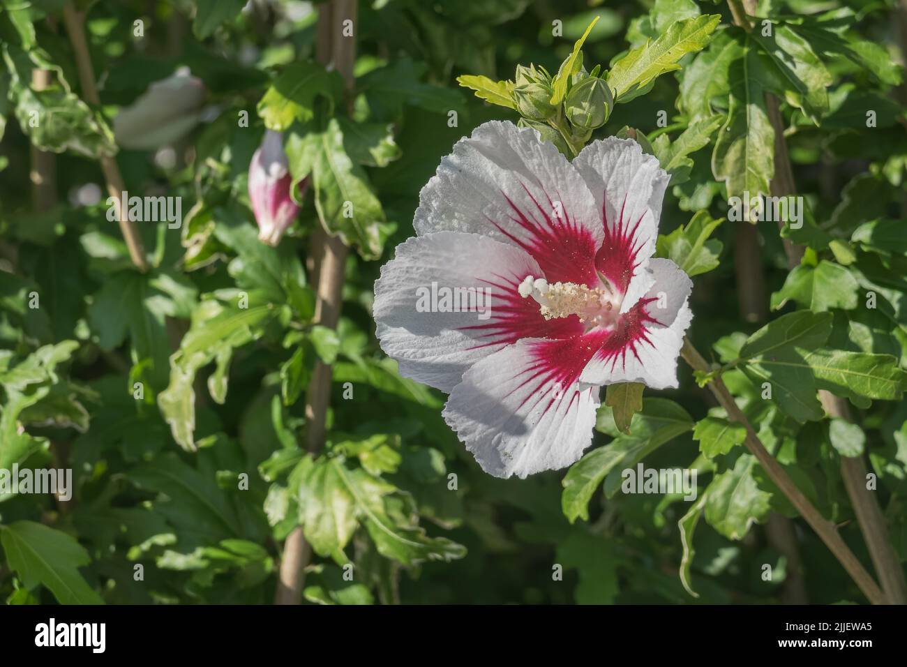 hibiscus syriacus blüht aus nächster Nähe mit Sonnenlicht Stockfoto