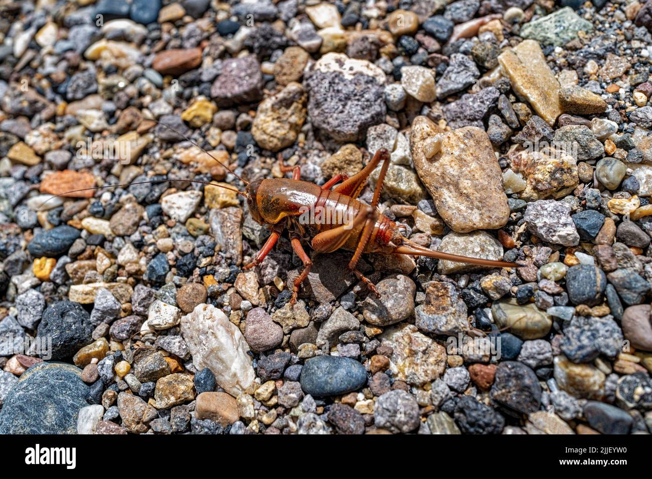 Detail einer Mormonen-Cricket in freier Wildbahn auf Schotteroberfläche Stockfoto