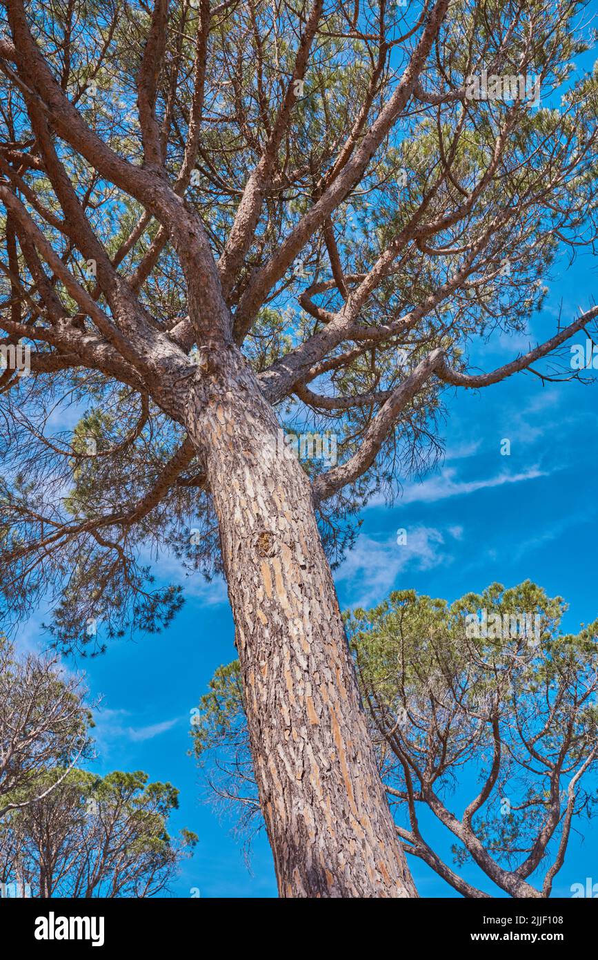 Schöner und majestätischer Baum, der im Wald gedeiht oder eine umweltfreundliche Umgebung mit Details alter Rindenstrukturen und Muster. Nahaufnahme eines großen Stockfoto