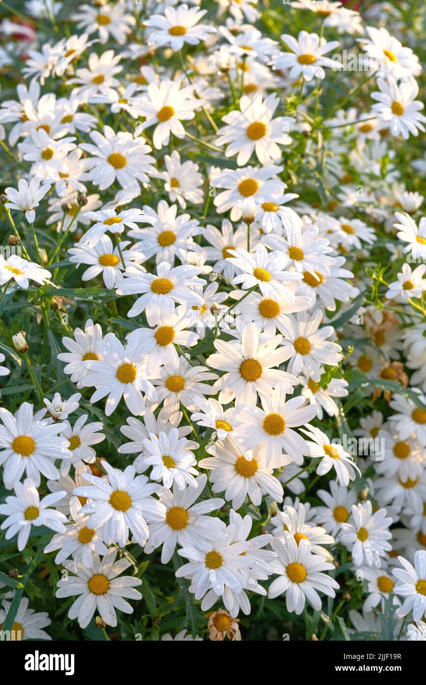 Feld von weißen Gänseblümchen, die im Frühjahr im medizinischen Gartenbau oder auf einer kultivierten Wiese für Kamillentee-Blätter wachsen. Nahaufnahme des pulsierenden Sommers Stockfoto