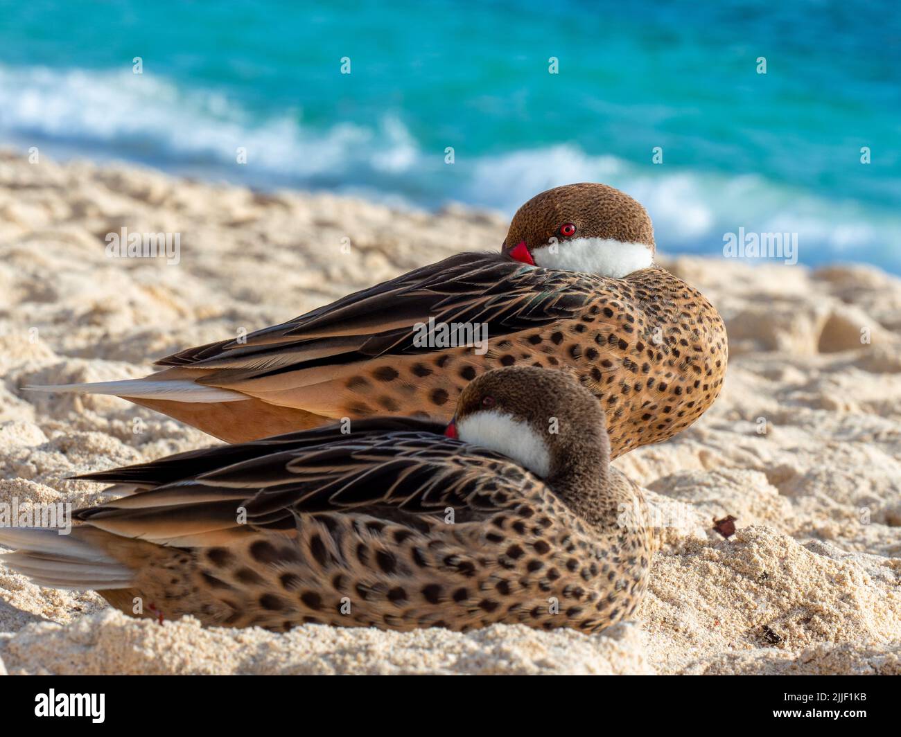 Eine Ente, die am Strand der amerikanischen Jungferninseln ruht Stockfoto