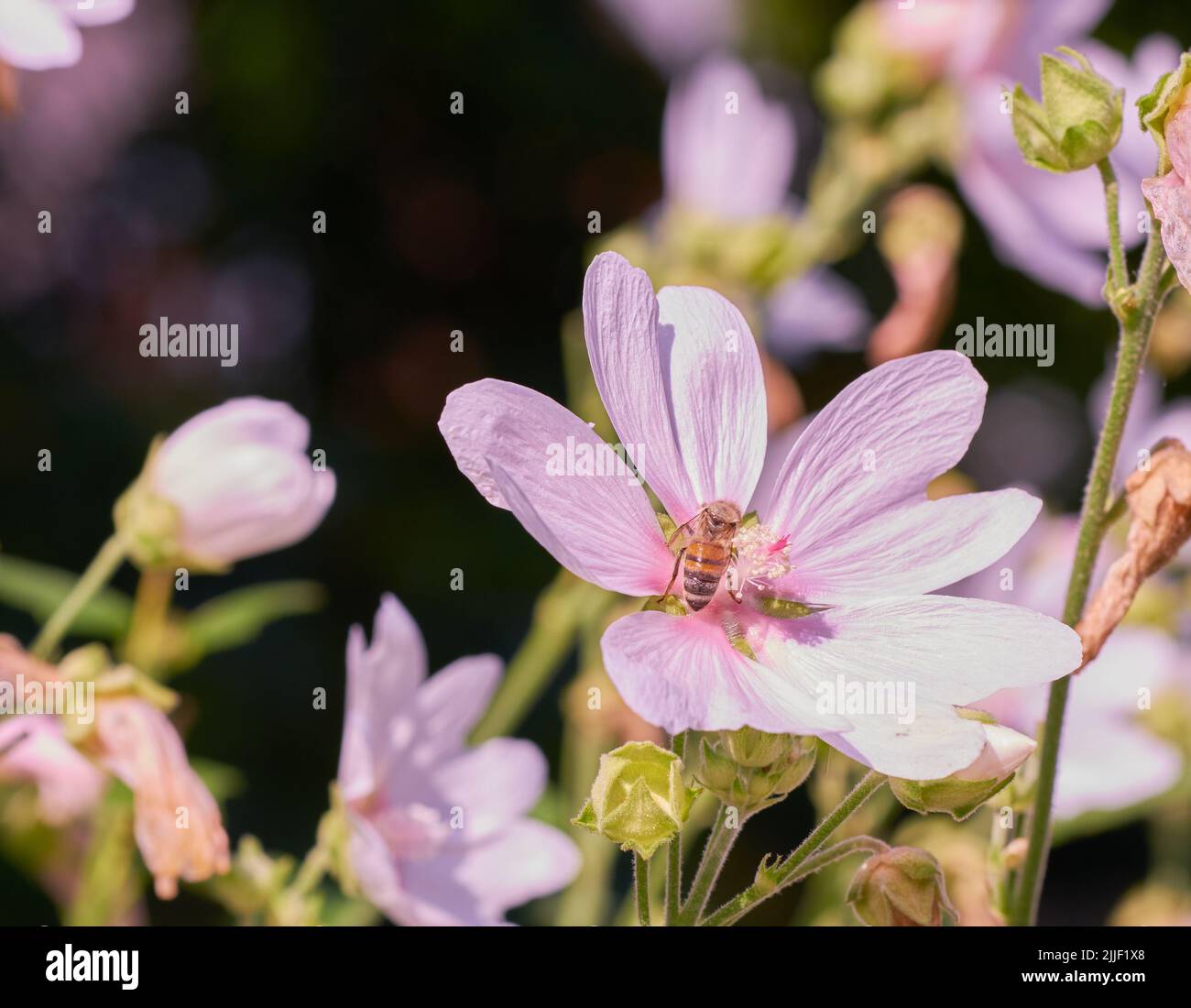 Nahaufnahme einer Honigbiene, die auf einer rosa Moschus-Malvblume in einem privaten und abgeschiedenen Hausgarten sitzt. Strukturiertes Detail einer blühenden malva-Moschata mit Stockfoto